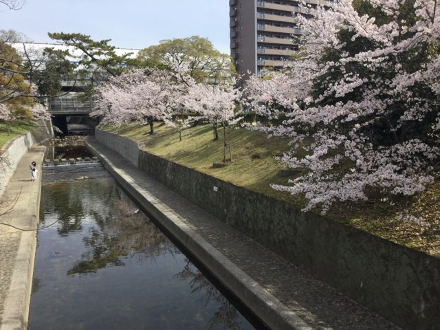 夙川だより