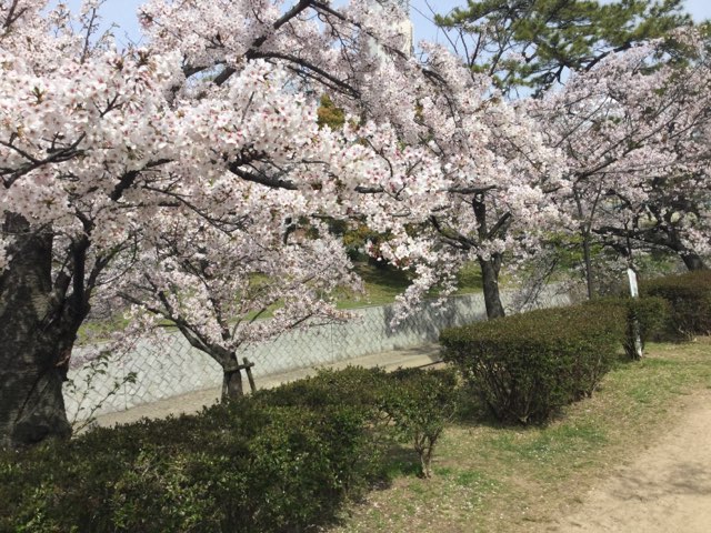 夙川だより