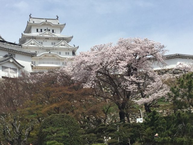 桜と姫路城