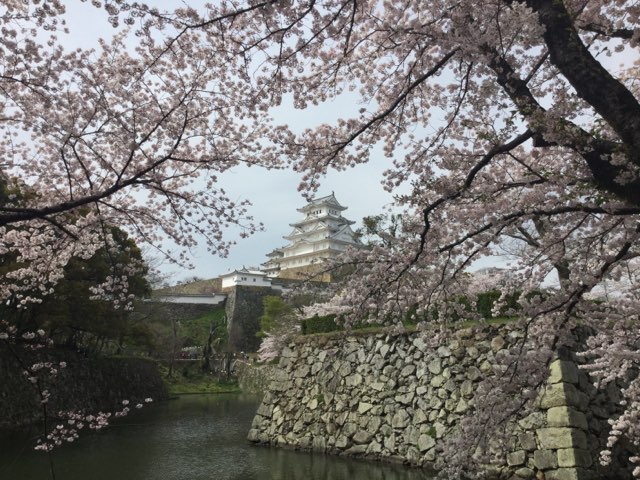 桜と姫路城