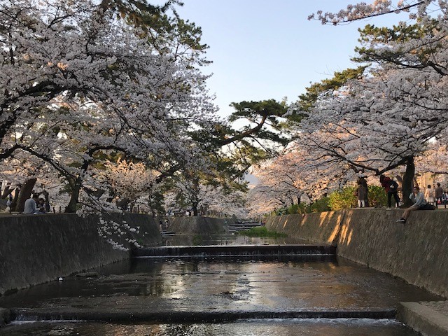 桜日記