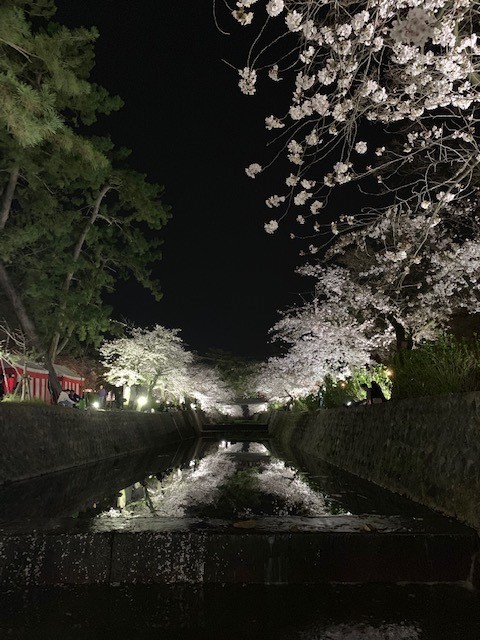 夜桜を見に行きました