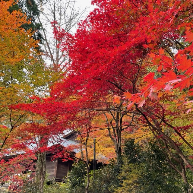 丹波篠山　もみじ三山