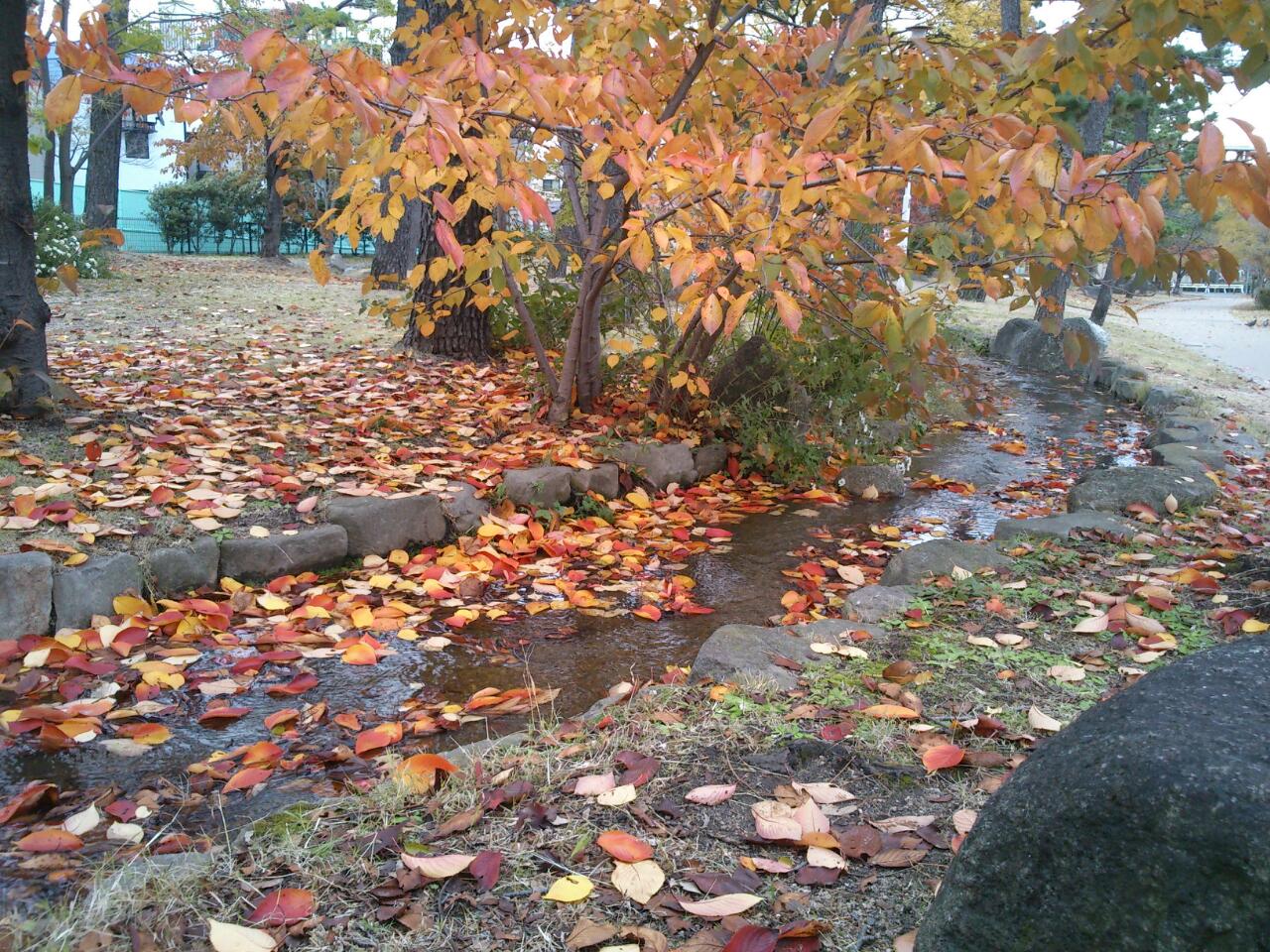 石屋川だより　９