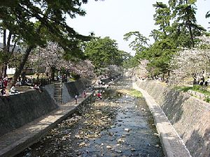 ご利益　桜