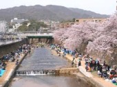 ご利益　桜