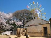 ご利益　桜