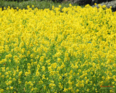 春の花　おススメスポット