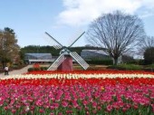 春の花　おススメスポット