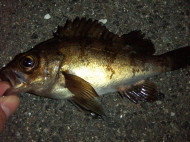 夜釣り