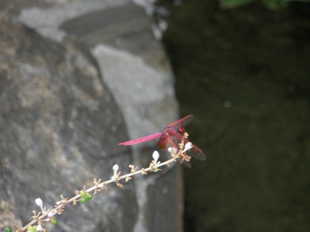 沖縄の虫