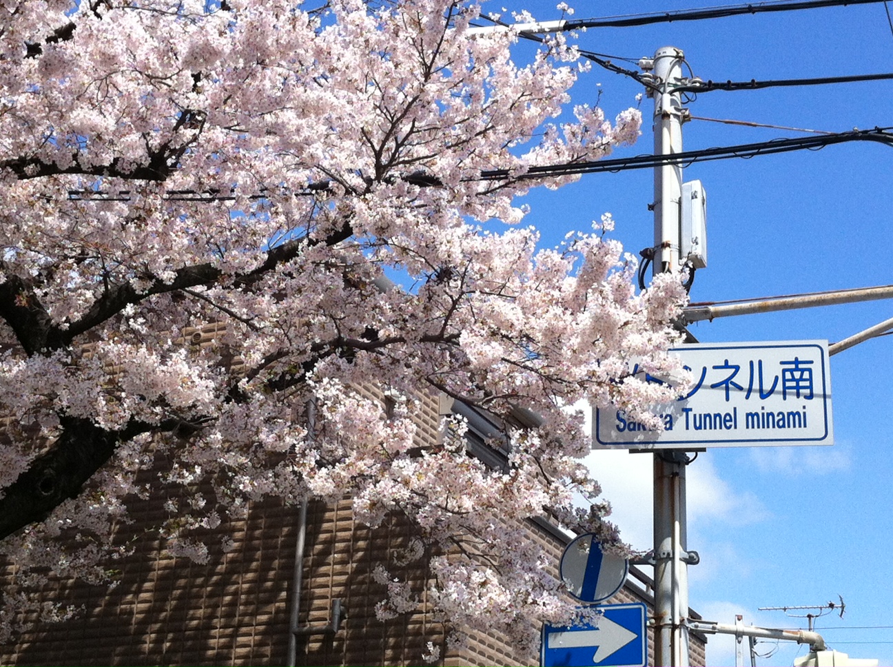 桜トンネル