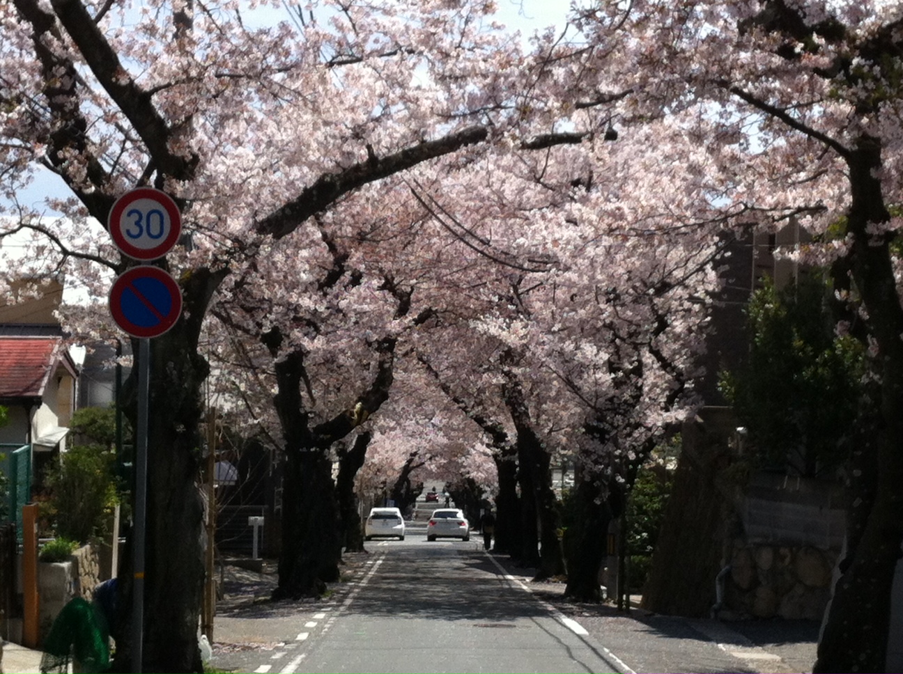 桜トンネル
