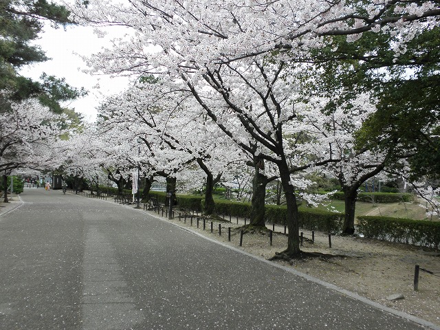 夙川のさくら