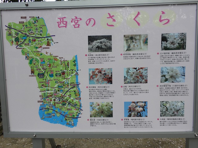 夙川のさくら