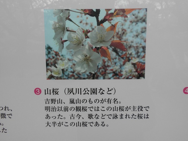 夙川のさくら