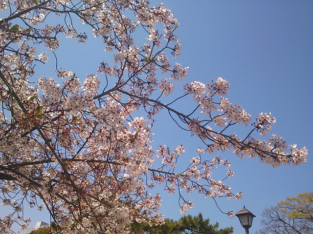 開花