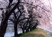 春間近　いかがでしょうか？　シトロエン
