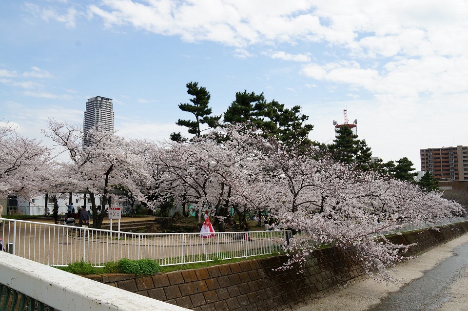 石屋川だより２０　と　桜トンネル