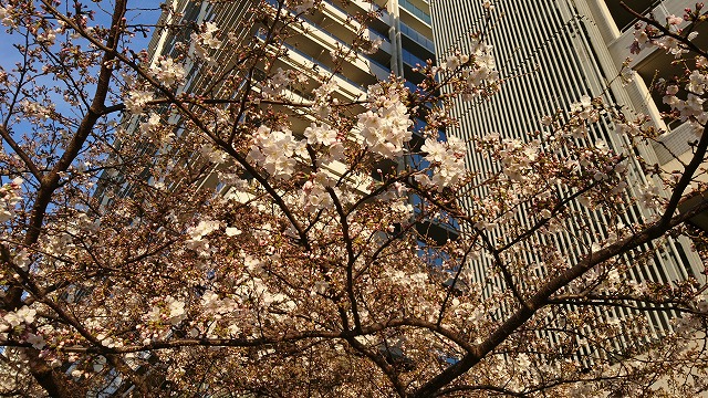 ☆桜開花状況☆