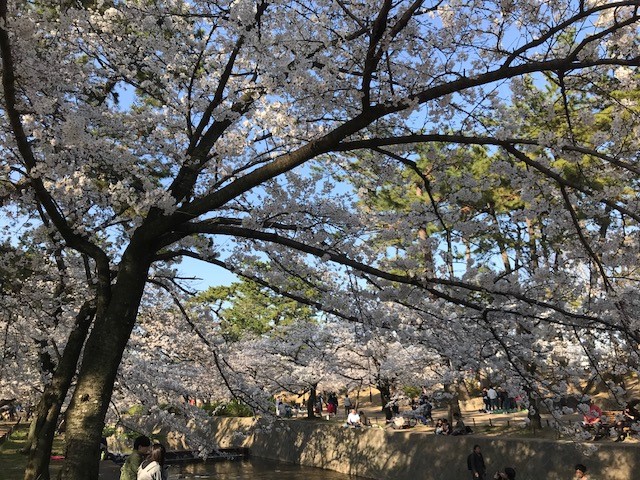 桜日記