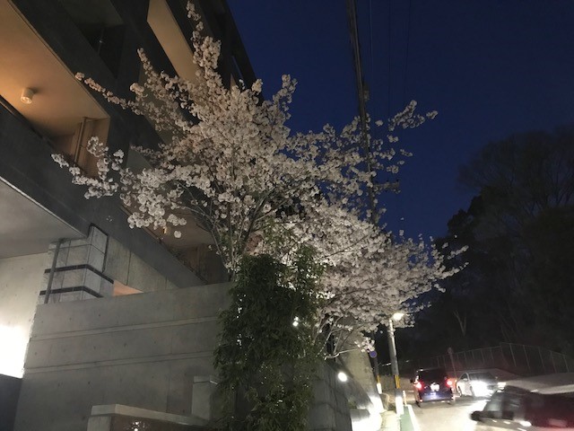 桜日記