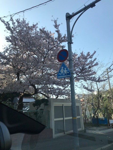 桜日記