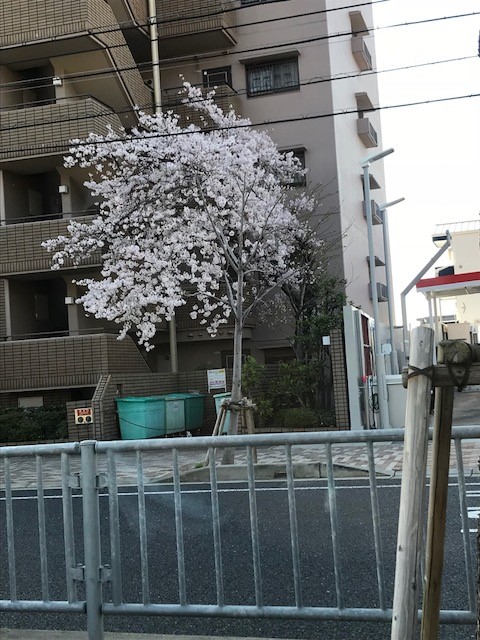 桜日記