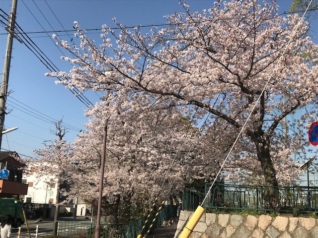 桜日記