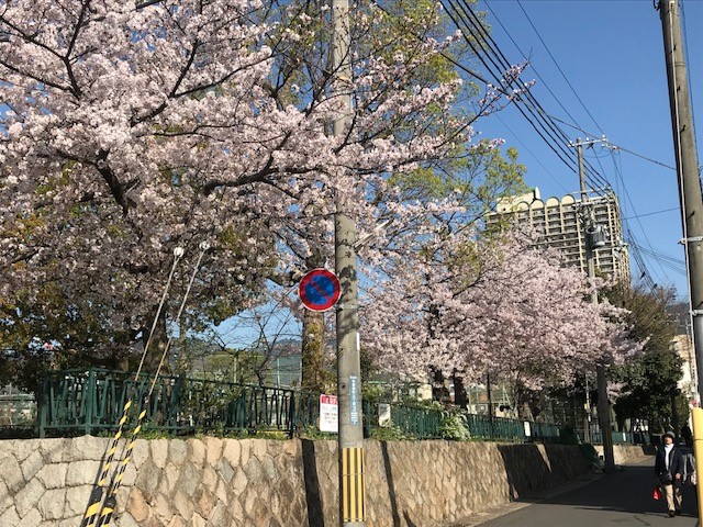 桜日記