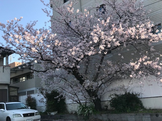 桜日記