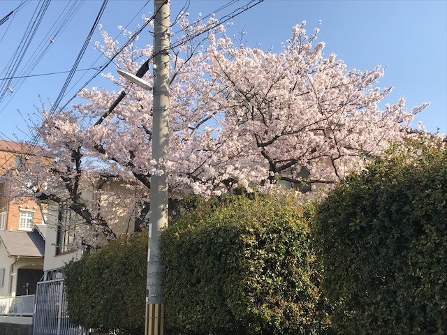 桜日記