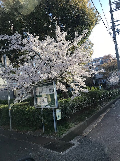 桜日記