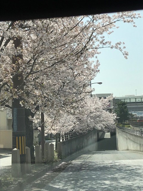 桜日記