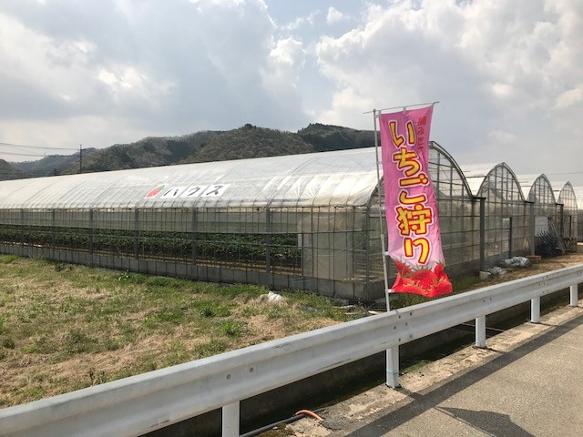 シトロエンでいちご狩りに行きました