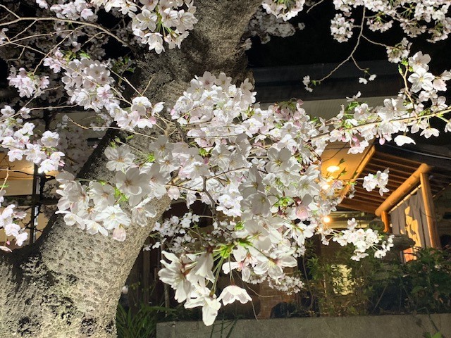 夜桜を見に行きました