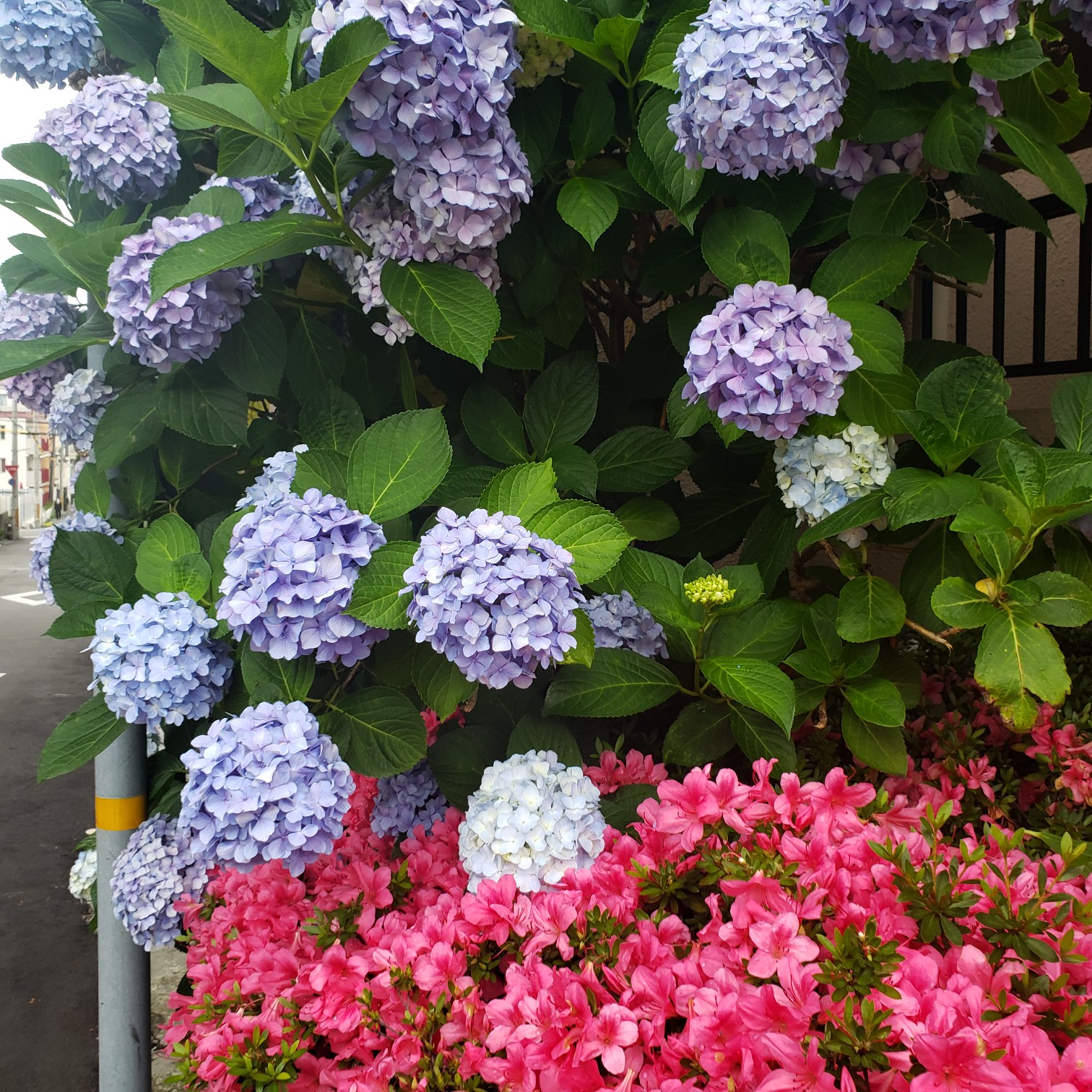 紫陽花とシトロエン