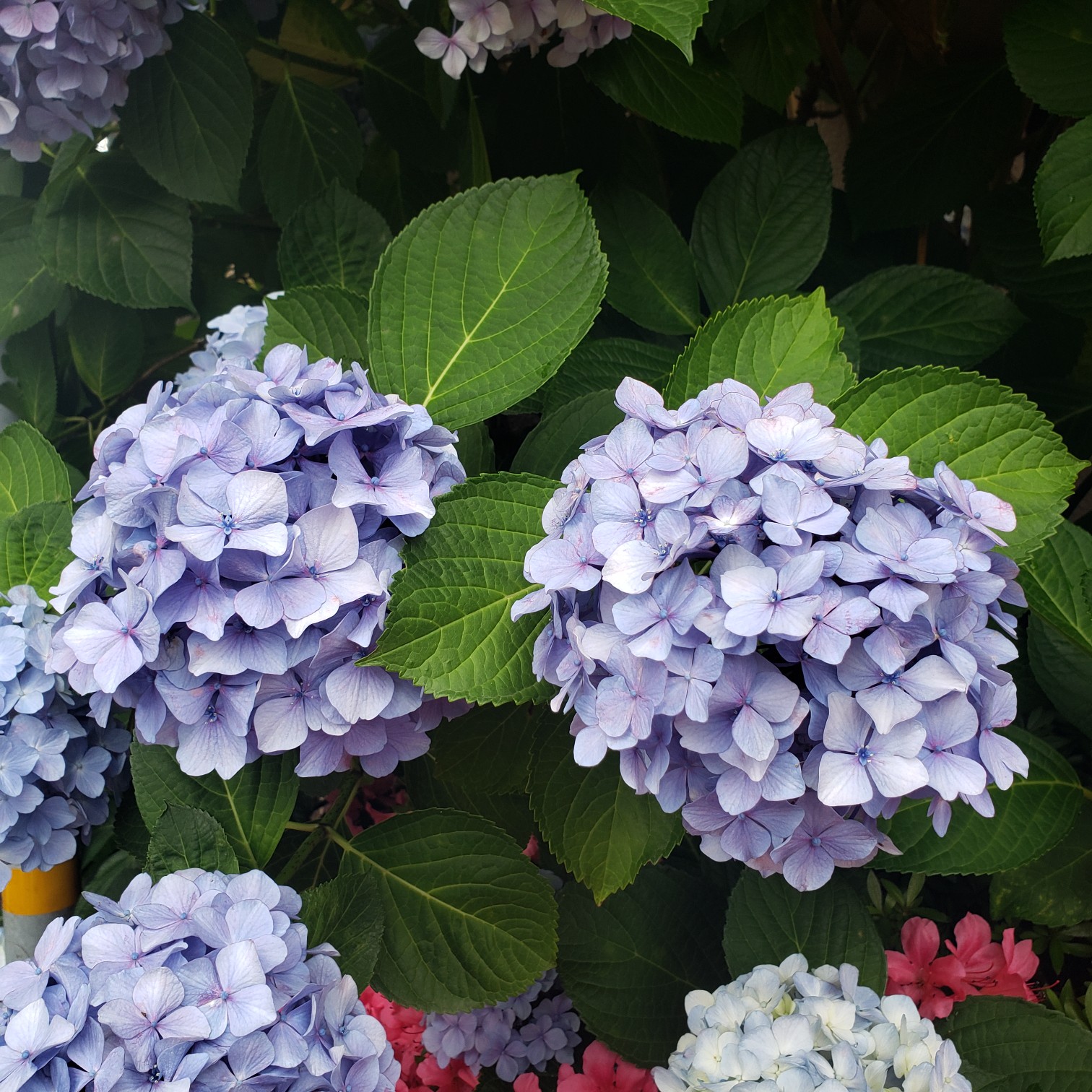 紫陽花とシトロエン