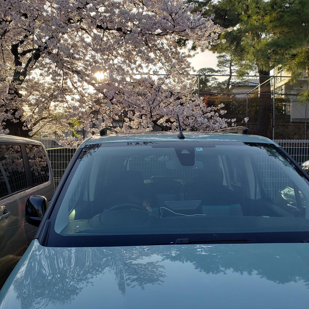 桜