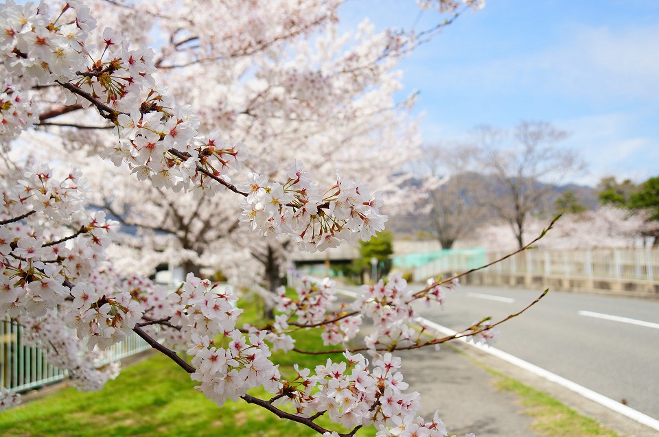 石屋川だより２０　と　桜トンネル
