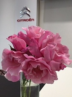 ピンクのバラ♪