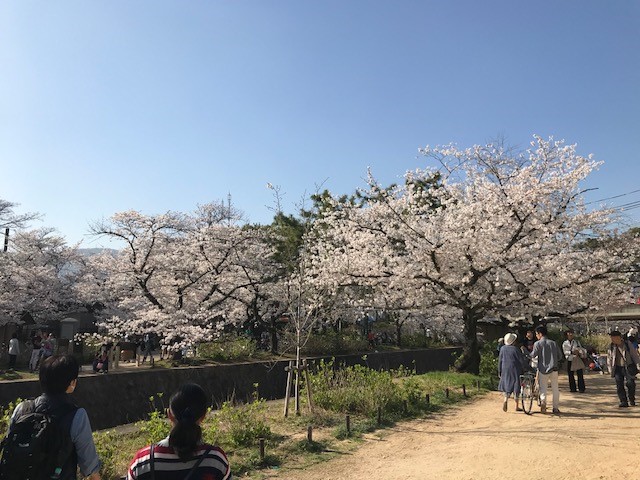 桜日記