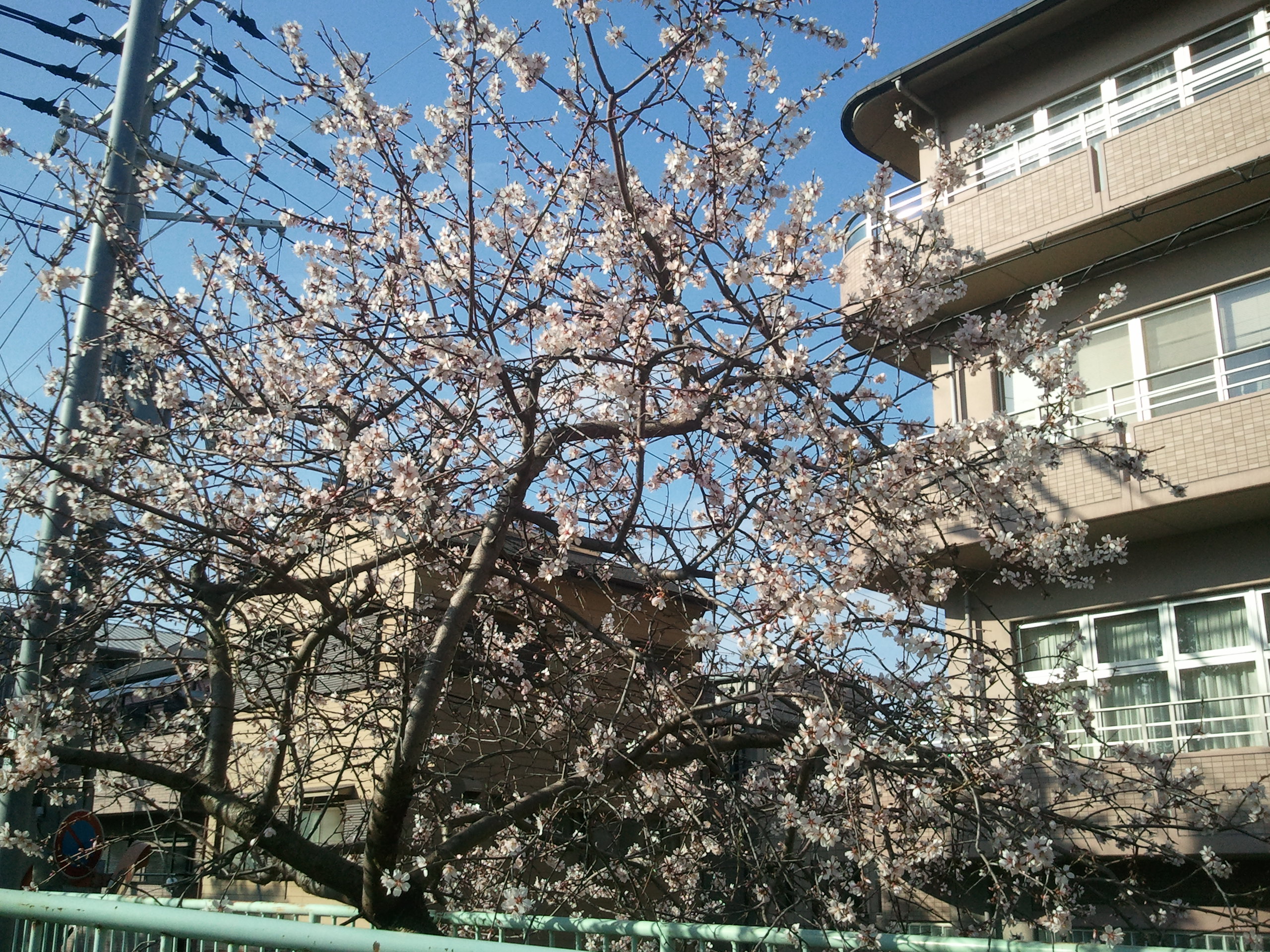 石屋川だより