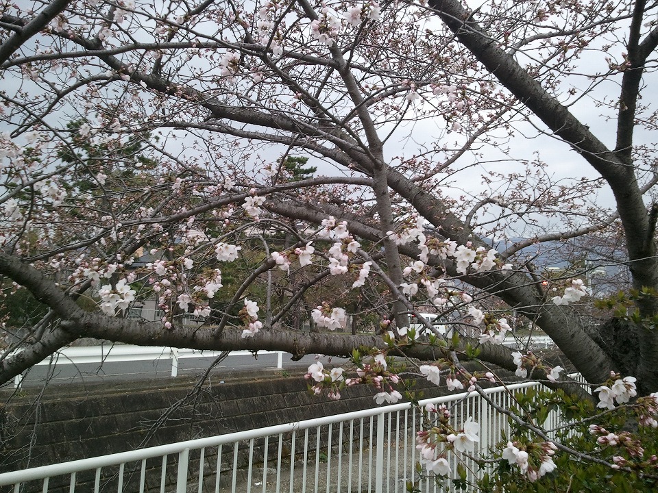 石屋川だより　３