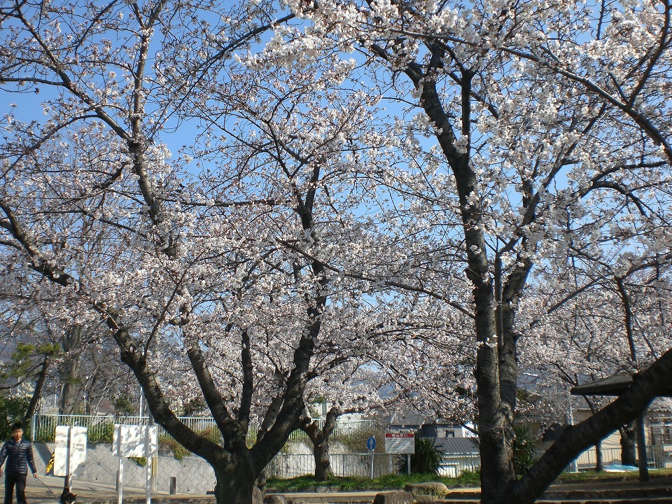 石屋川だより　５