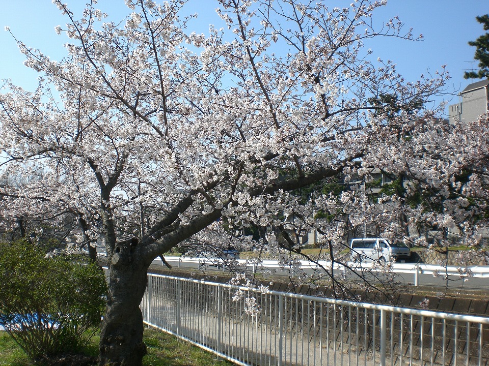 石屋川だより　５