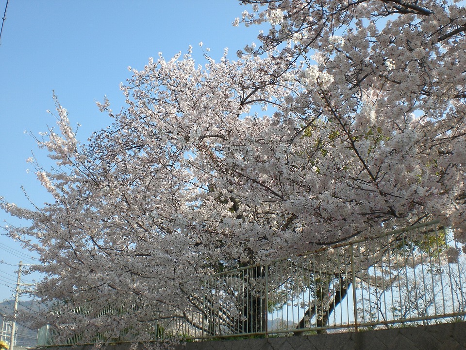 石屋川だより　６