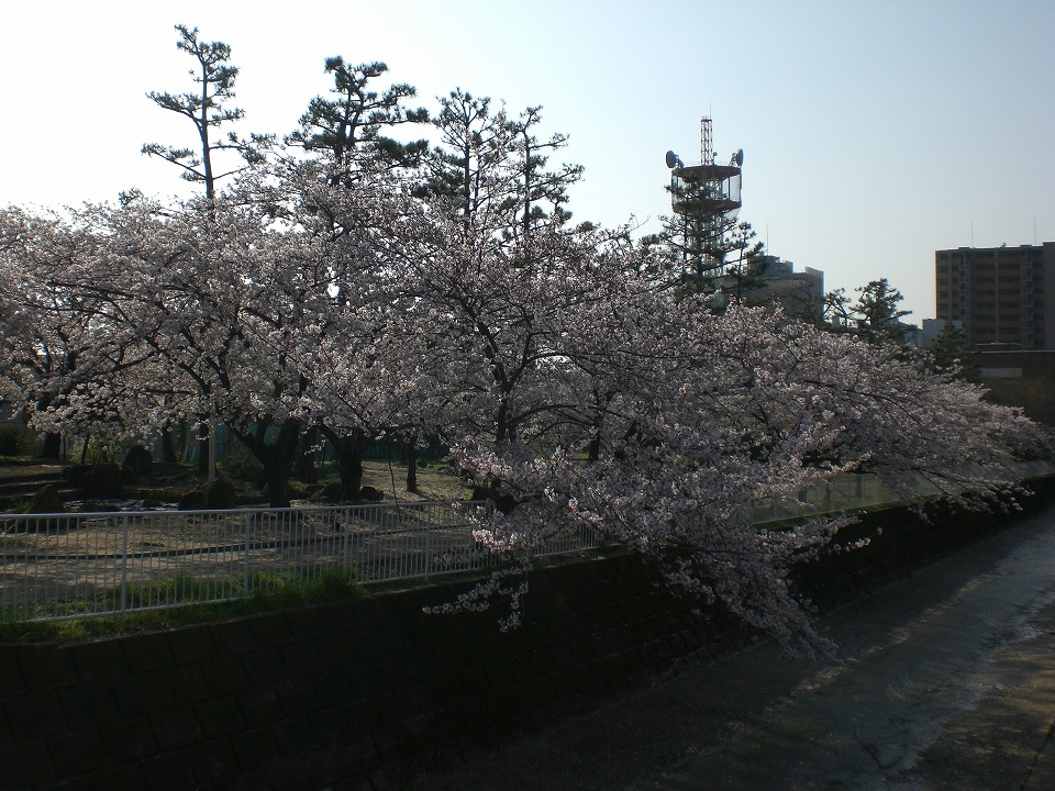 石屋川だより　６