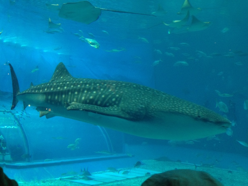 沖縄旅行　速報版　美ら海水族館