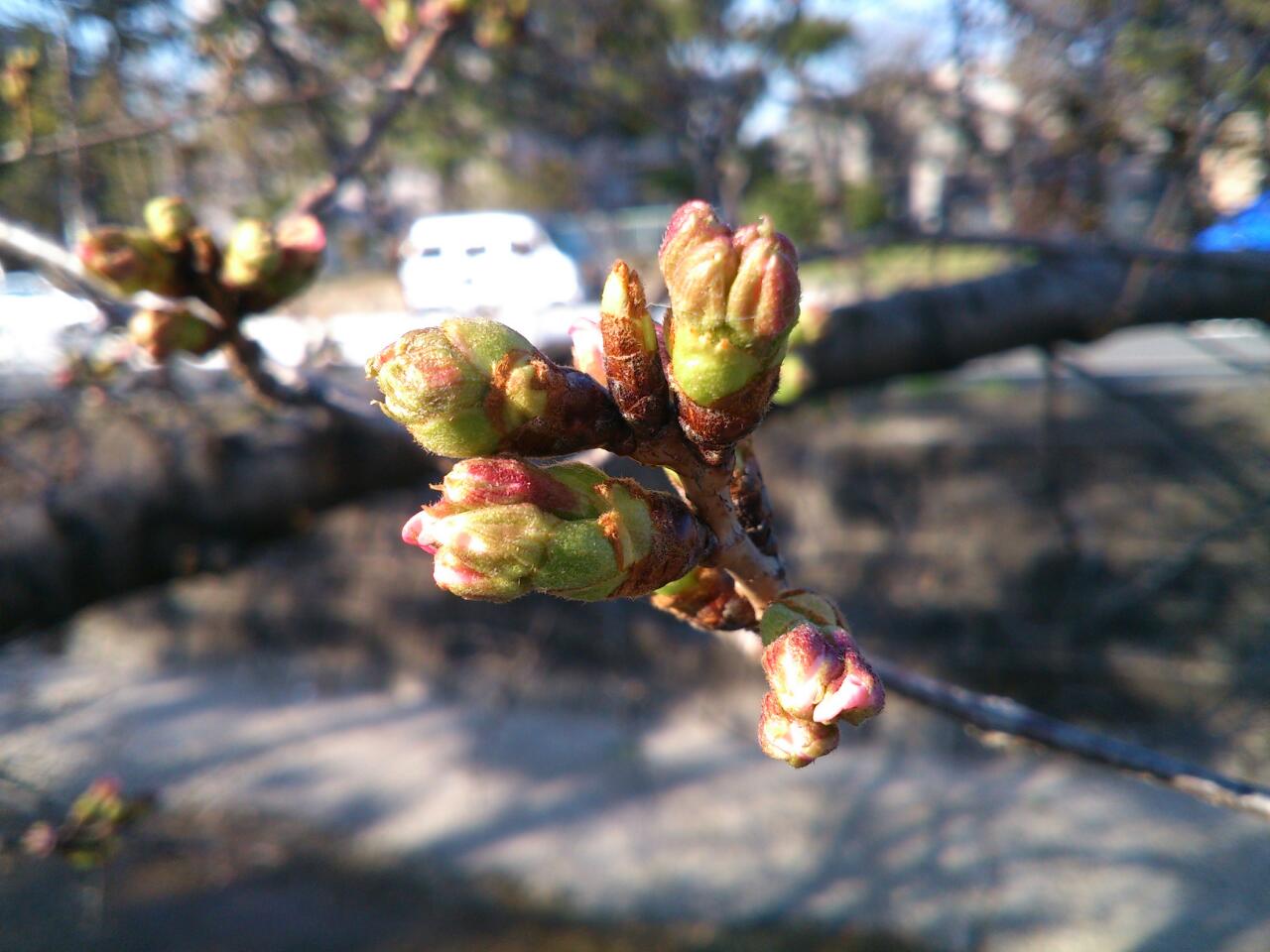 石屋川だより　１２